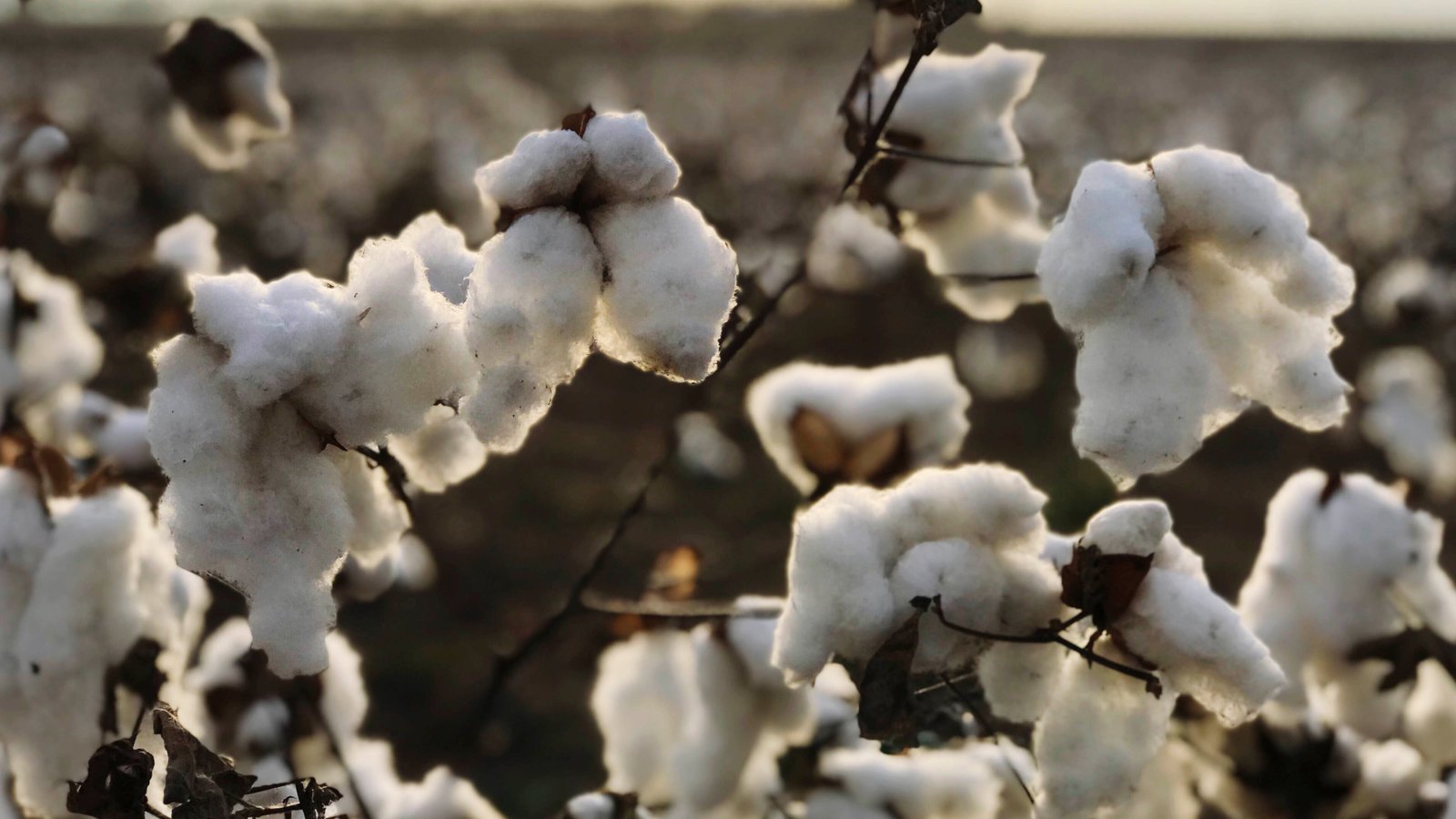Transporte de Grãos